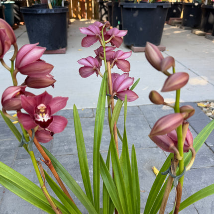Hybrid 12 Red Cymbidium Orchid with 3 spikes of flowers