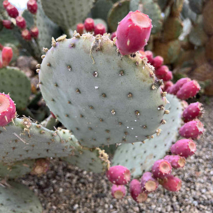 Opuntia Purple Santa Rita Prickly Pear, Cactus, Live plant