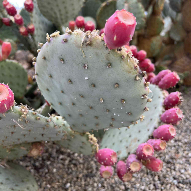 Opuntia Purple Santa Rita Prickly Pear, Cactus, Live plant