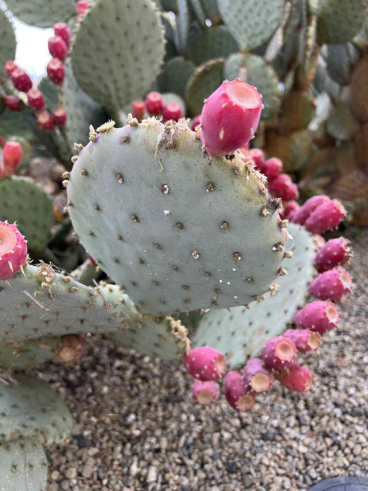 Opuntia Purple Santa Rita Prickly Pear, Cactus, Live plant