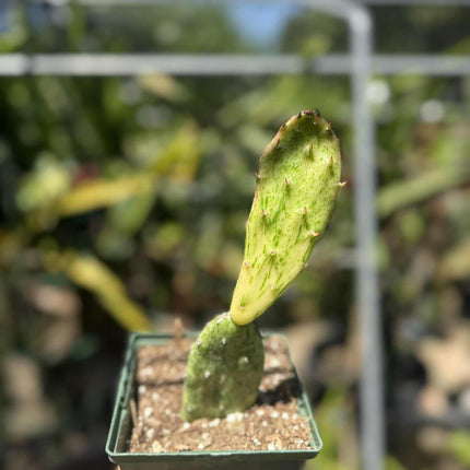 Opuntia Sunburst Variegata Live Plant