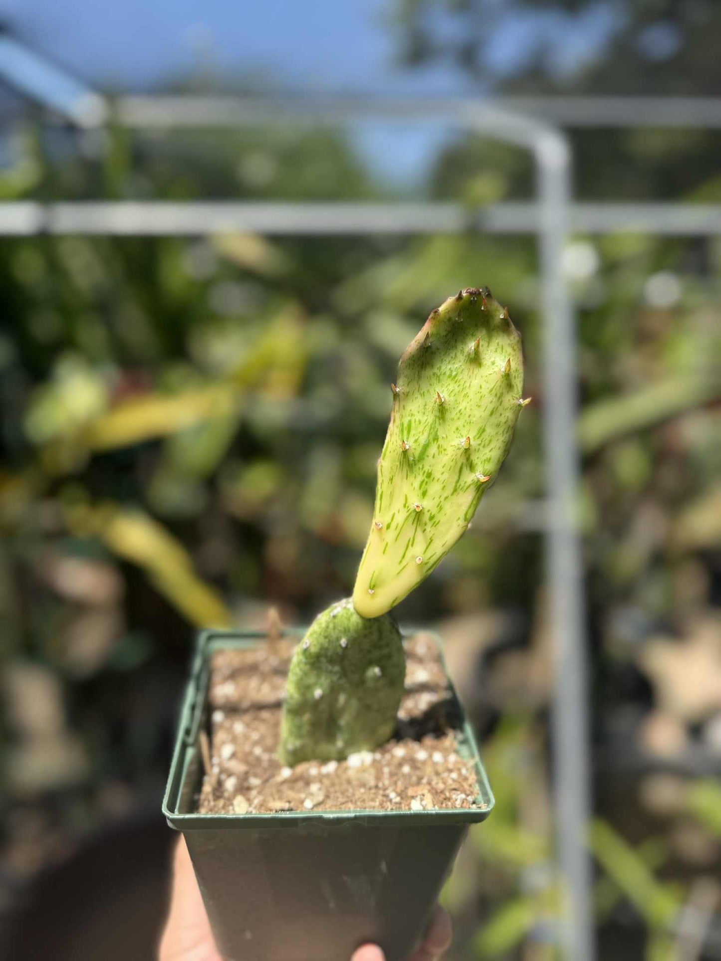 Opuntia Sunburst Variegata Live Plant