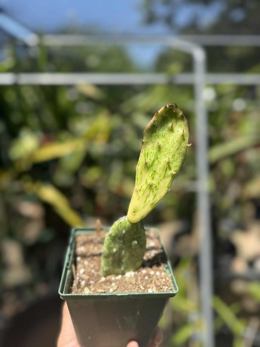 Opuntia Sunburst Variegata Live Plant