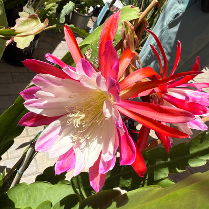 Rare Clown Epiphyllum live cuttings