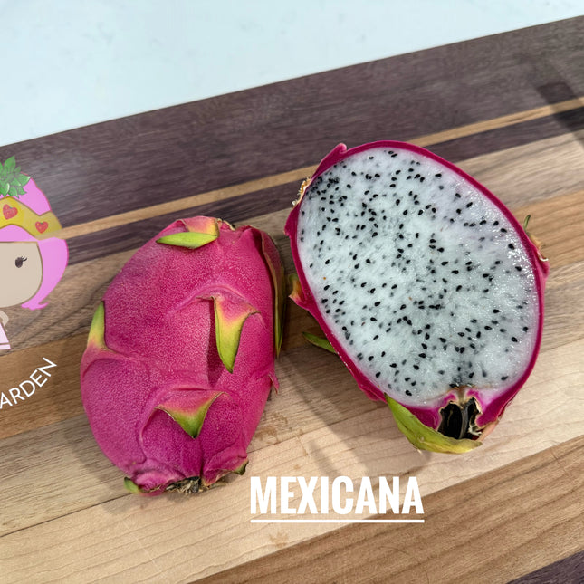 Mexicana Dragon Fruit Live cutting