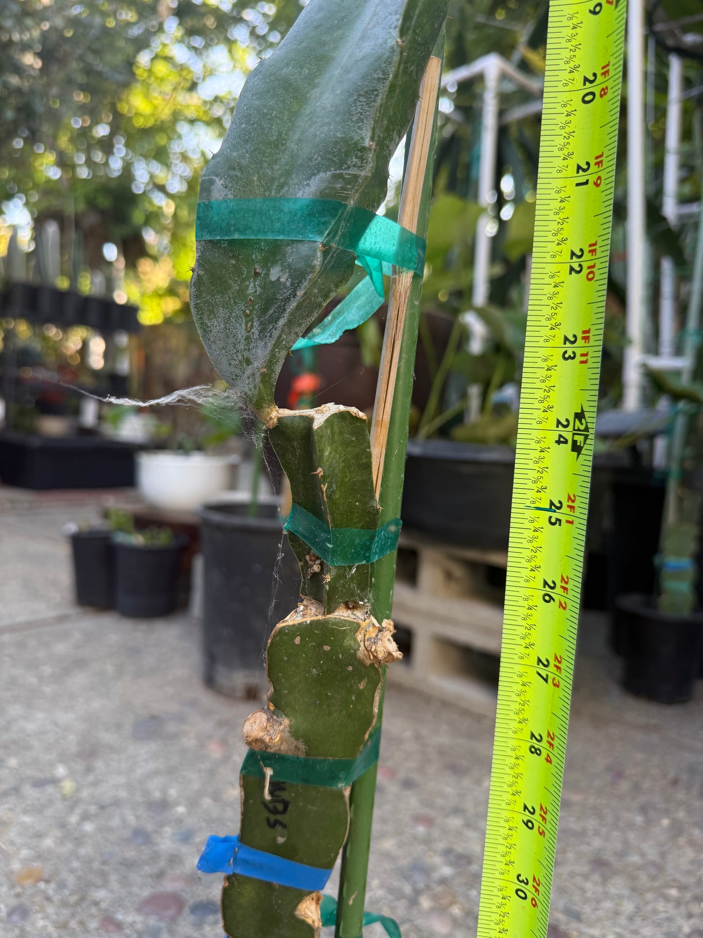 Wild Berry Skittles (Asunta 6-2) grafted Dragon Fruit live plant