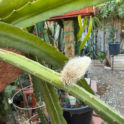Princess of the Night cactus live cuttings (12”)