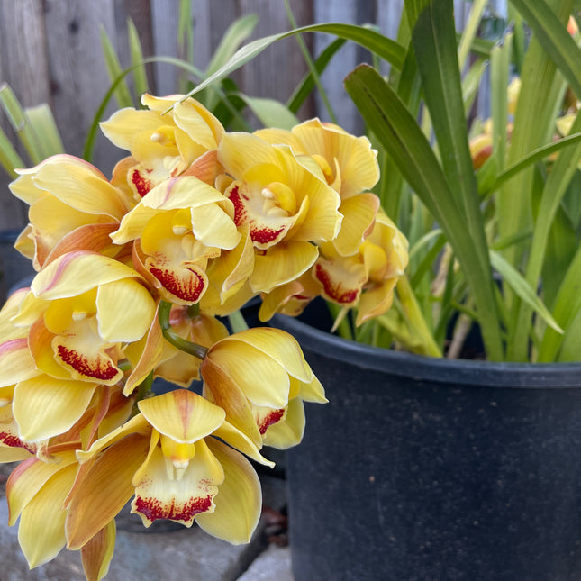 Yellow Cymbidium (Yellow Boat Orchid) live plant