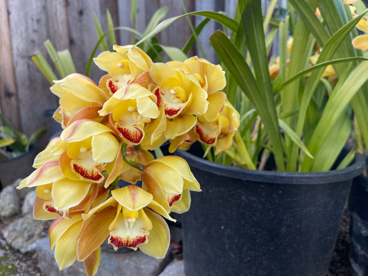 Yellow Cymbidium (Yellow Boat Orchid) live plant