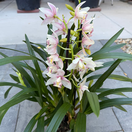 Pink Cymbidium Orchid