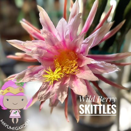 Wild Berry Skittles Dragon Fruit 🌵🍓