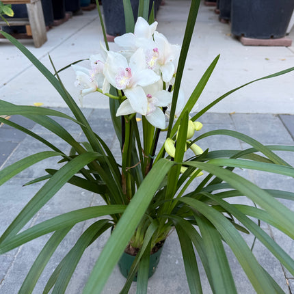 White Cymbidium Orchid