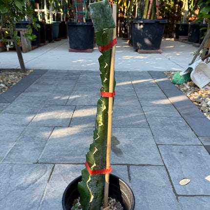 Asunta 7 Aztec Gold (Yellow Skin White Flesh) grafted plant
