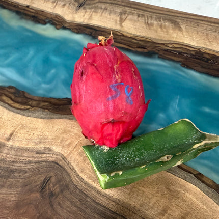 🌸 Sugar Dragon (Hylocereus guatemalensis)