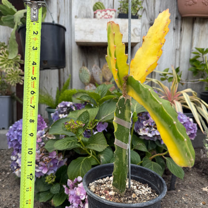 Worth Variegated Dragon Fruit rooted plant