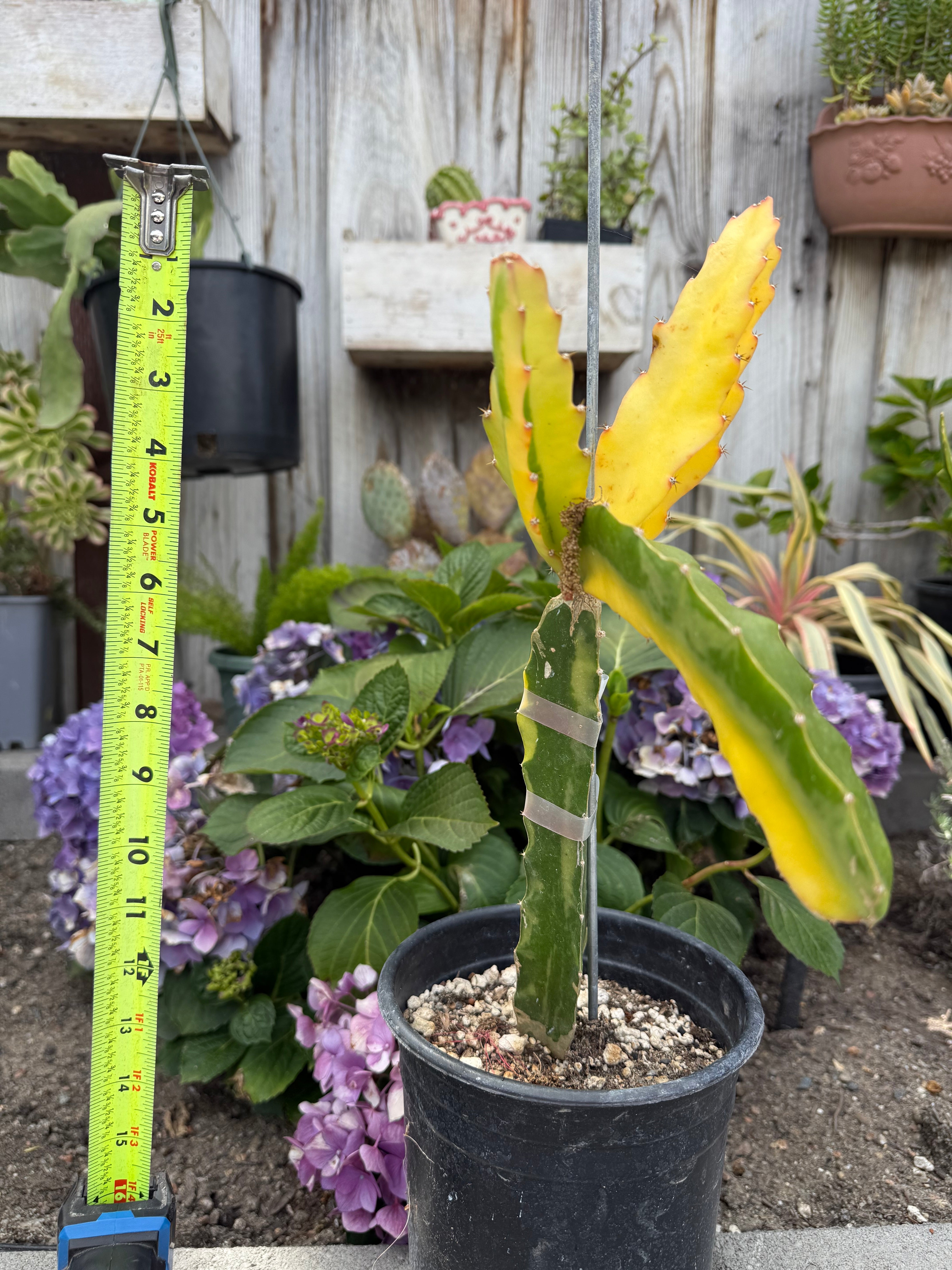organic fertilizer for dragon fruit plant Worth Variegated Dragon Fruit rooted plant
