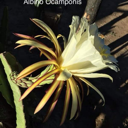 Ocamponis Grilla, Albino, Red and Purple cuttings and rooted plants