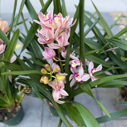 Cymbidium Romantic Sakura