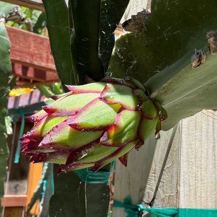 Asunta 5 Paco Dragon Fruit cutting- The best of the Asunta 5 line