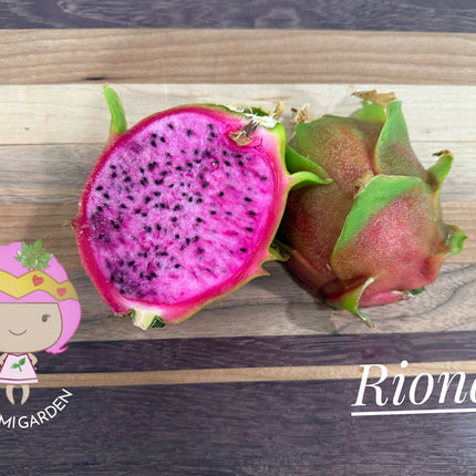 Riona Dragon Fruit live cutting (12")