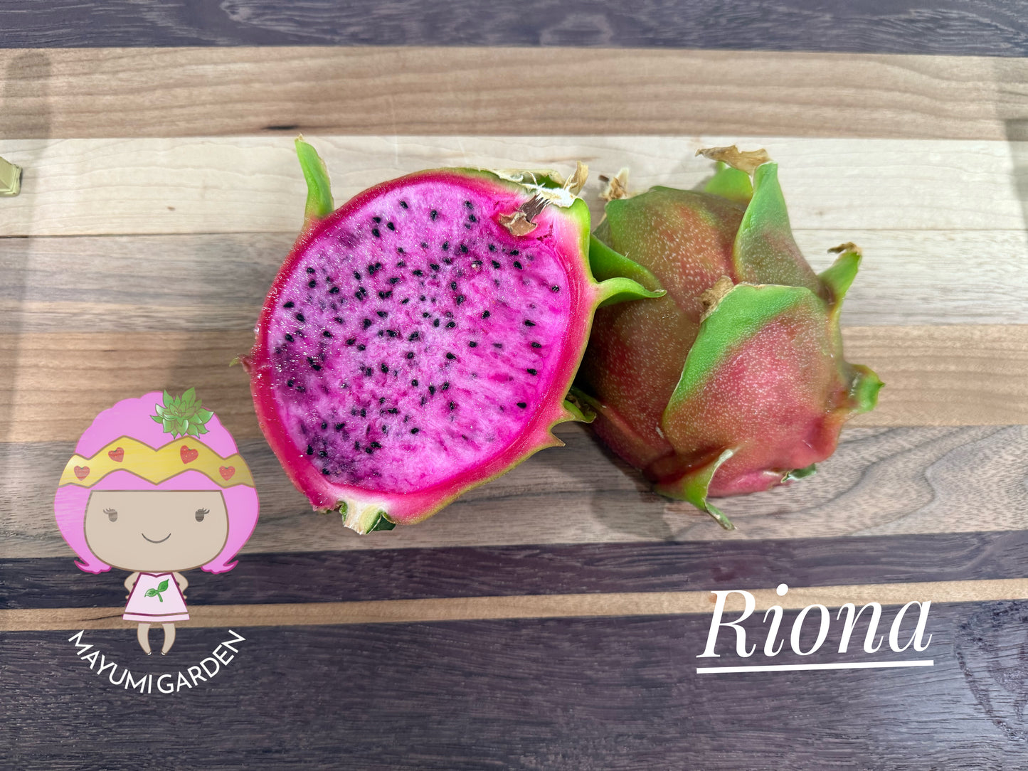Riona Dragon Fruit live cutting (12")