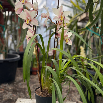 Cymbidium ‘Pink Ice’ (Pink boat orchid) live plant