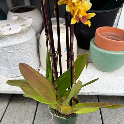 Dancing-Lady Orchid (Ons. Catatante ‘Orange Kiss’)