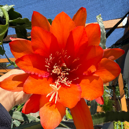Super Duper Epiphyllum live cuttings