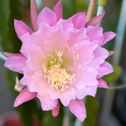Princess De Monaco Epiphyllum live cuttings