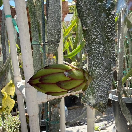 Venus dragon fruit live cuttings