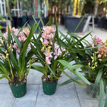 Cymbidium Romantic Sakura
