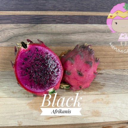 Black Dragon and Black Afrikanis dragon fruit live cutting 12”