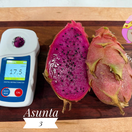 Asunta 3 dragon fruit cuttings 12" and rooted plant