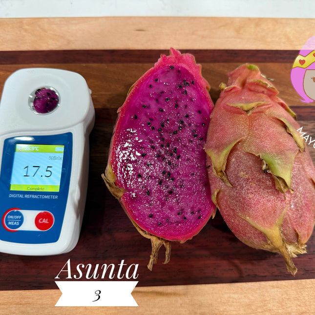 Asunta 3 dragon fruit cuttings 12" and rooted plant