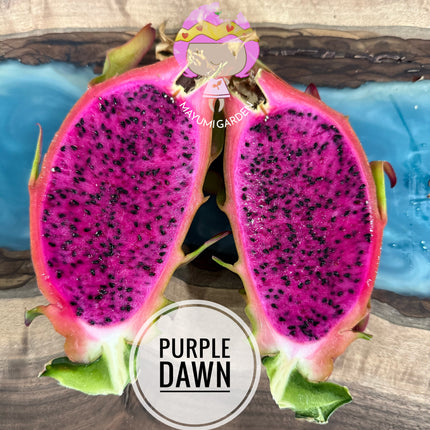 🌱 Purple Dawn