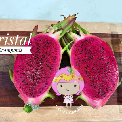 Ocamponis cristal dragon fruit live cutting (12")