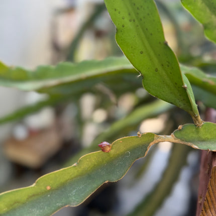Amelie (Don Burnett ‘s hybrid) dragon fruit cutting (12") and rooted plant
