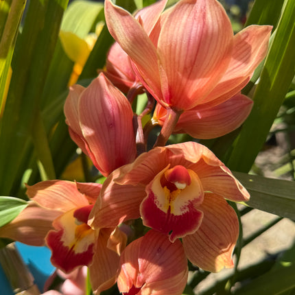 Cymbidium Foxfire Amber ‘Dural’ (Orange Boat Orchid) live plant