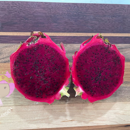 Rainbow Dragon Fruit live cutting 12"