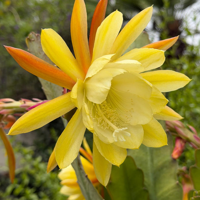 Lotus Queen Epiphyllum live cuttings