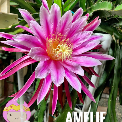Amelie (Don Burnett ‘s hybrid) dragon fruit cutting (12") and rooted plant