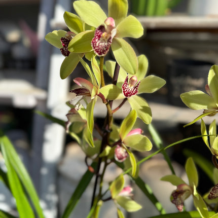 Cymbidium Peter Pan (Green Boat Orchid) live plant