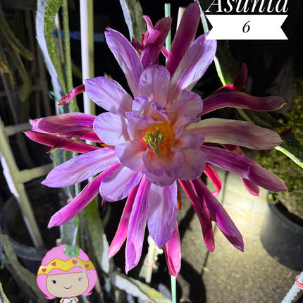 Asunta 6 Dragon Fruit Live Cuttings (12") (Official Asunta 6)