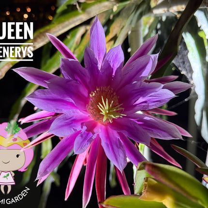 Queen Daenerys dragon fruit live cuttings and rooted plants