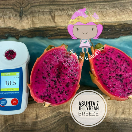 Jellybean Breeze (Asunta 7)