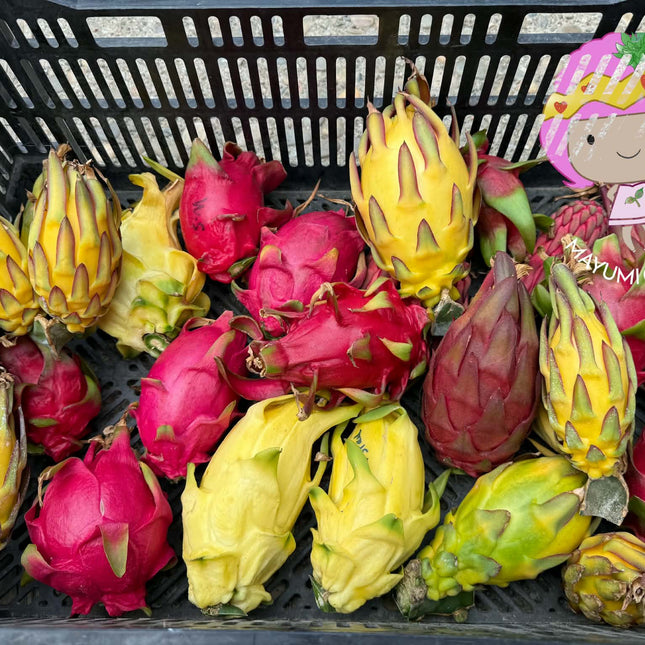 🌈 DFX — Dragon Fruit Experience Box