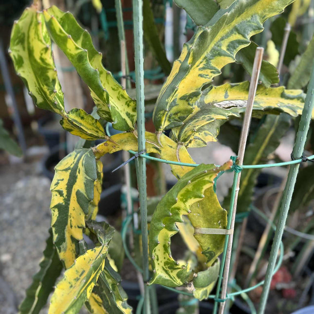 Rare Variegated Undantus Dragon Fruit Cutting