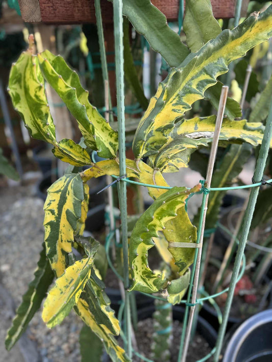 Rare Variegated Undantus Dragon Fruit Cutting