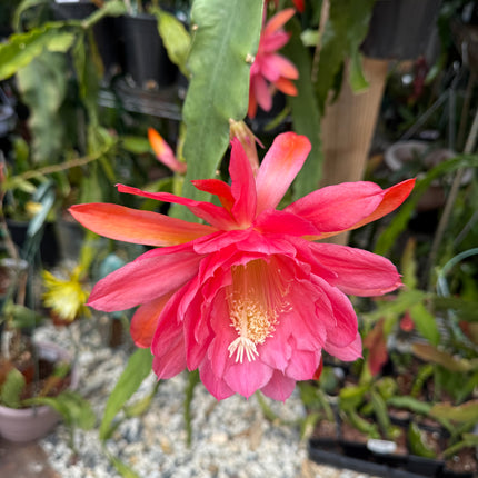 American Sweetheart Rare Epiphyllum live cutting