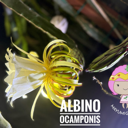 Albino Ocamponis Dragon Fruit Live cutting (12") and rooted plant